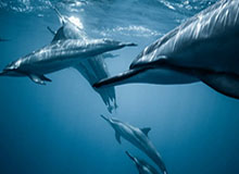 开云官网-雷霆新帅出炉！35岁少帅上任 曾执教NBGL球队5年